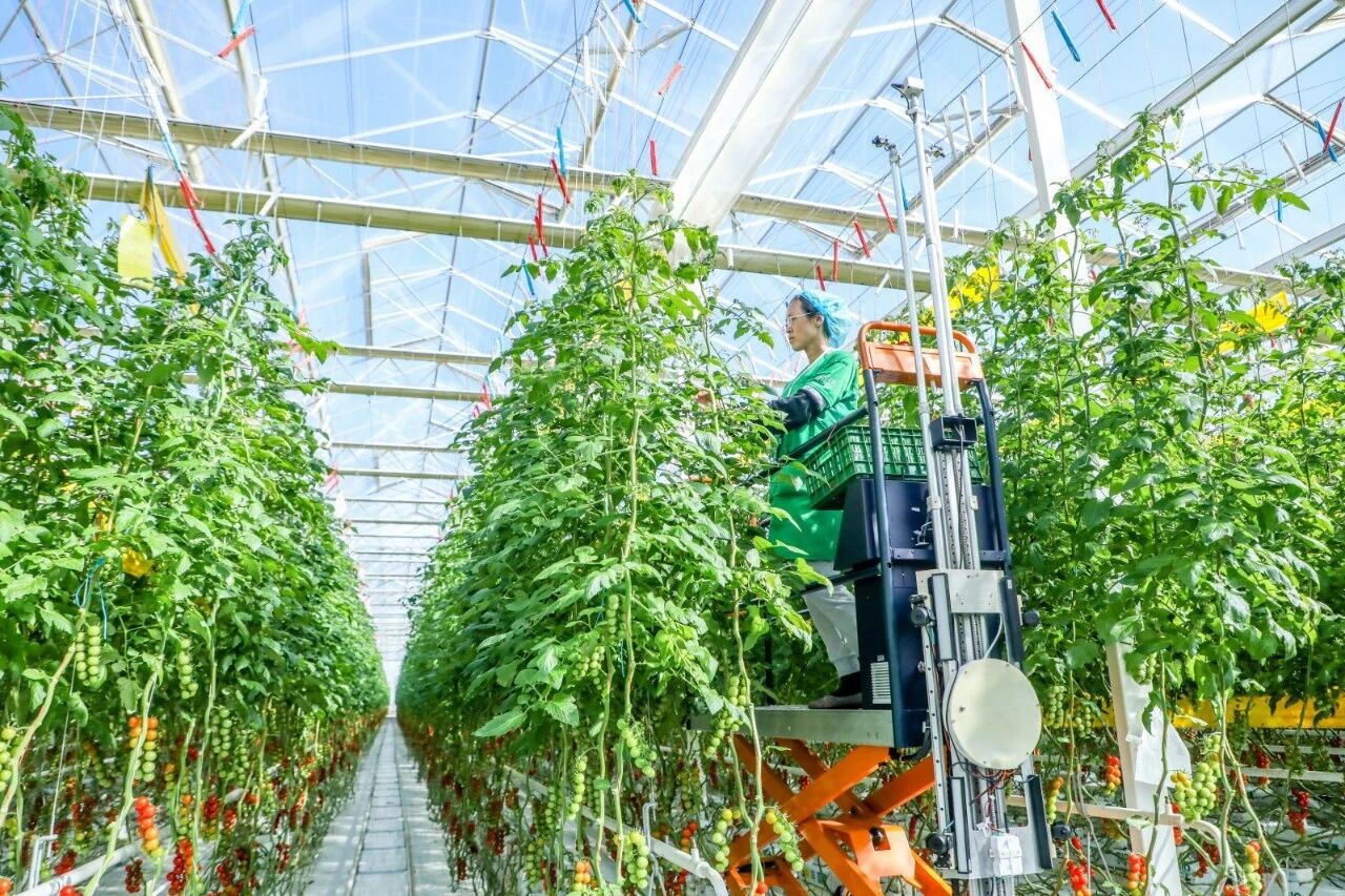 新百胜集团&times;凯盛浩丰：精益数字化重塑智慧农业管理新生态